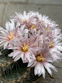 Thelocactus lausseri